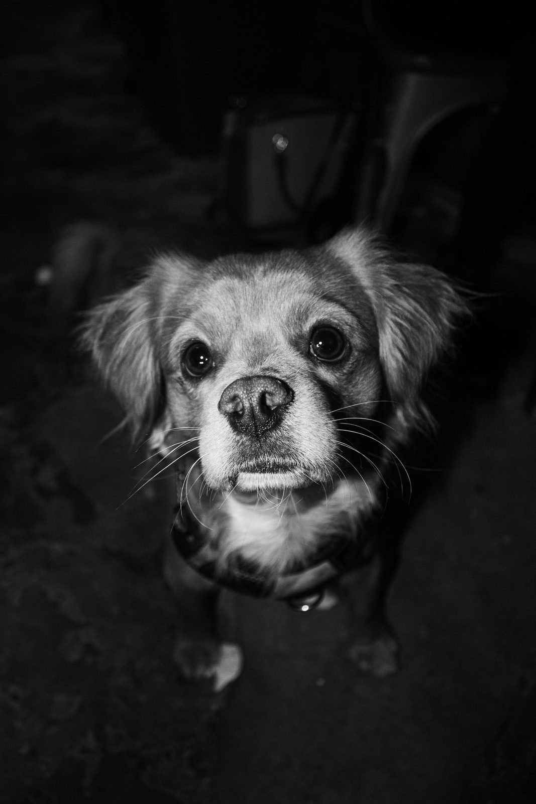 Dog looking up, low light